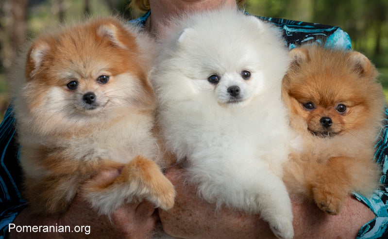Pomeranian Facts