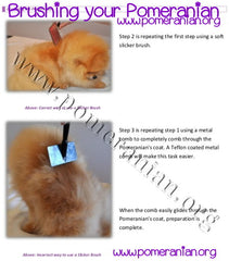 How to Groom a Pomeranian Guide ( Second Edition) eBook Instant download.