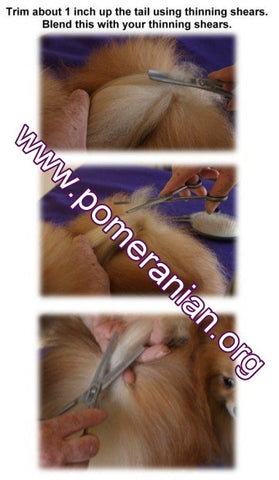 How to Groom a Pomeranian Guide ( Second Edition) eBook Instant download.